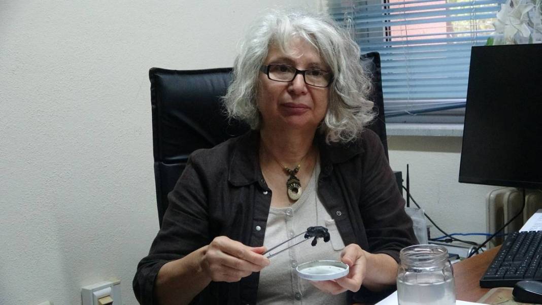 İhbar üzerine deniz kıyısına gittiler: Karşılaştıkları manzara şoke etti! Uzmanlar, o ilçede 9 gün boyunca araştırma yaptı 19